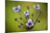 Flowering Rush (Butomus Umbellatus) Flowers, Hortobagy National Park, Hungary, July 2009-Radisics-Mounted Photographic Print