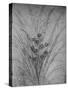 'Flowering Rushes', c1480 (1945)-Leonardo Da Vinci-Stretched Canvas
