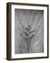 'Flowering Rushes', c1480 (1945)-Leonardo Da Vinci-Framed Giclee Print