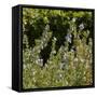 Flowering Sage Bush-Richard T. Nowitz-Framed Stretched Canvas