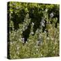 Flowering Sage Bush-Richard T. Nowitz-Stretched Canvas