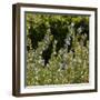 Flowering Sage Bush-Richard T. Nowitz-Framed Photographic Print