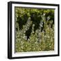 Flowering Sage Bush-Richard T. Nowitz-Framed Photographic Print