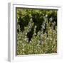 Flowering Sage Bush-Richard T. Nowitz-Framed Photographic Print