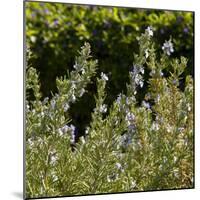 Flowering Sage Bush-Richard T. Nowitz-Mounted Photographic Print