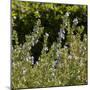 Flowering Sage Bush-Richard T. Nowitz-Mounted Photographic Print