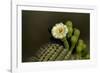 Flowering Saguaro Cactus, Saguaro National Park, Tucson, Arizona, USA-Peter Hawkins-Framed Photographic Print