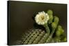 Flowering Saguaro Cactus, Saguaro National Park, Tucson, Arizona, USA-Peter Hawkins-Stretched Canvas