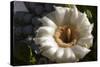 Flowering Saguaro Cactus, Saguaro National Park, Tucson, Arizona, USA-Peter Hawkins-Stretched Canvas