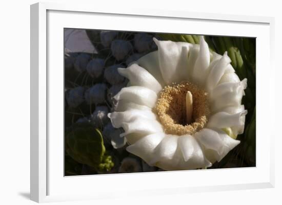 Flowering Saguaro Cactus, Saguaro National Park, Tucson, Arizona, USA-Peter Hawkins-Framed Photographic Print