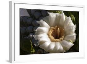 Flowering Saguaro Cactus, Saguaro National Park, Tucson, Arizona, USA-Peter Hawkins-Framed Photographic Print