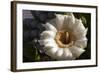 Flowering Saguaro Cactus, Saguaro National Park, Tucson, Arizona, USA-Peter Hawkins-Framed Photographic Print