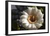 Flowering Saguaro Cactus, Saguaro National Park, Tucson, Arizona, USA-Peter Hawkins-Framed Photographic Print