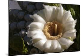 Flowering Saguaro Cactus, Saguaro National Park, Tucson, Arizona, USA-Peter Hawkins-Mounted Photographic Print