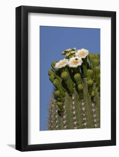 Flowering Saguaro Cactus, Saguaro National Park, Tucson, Arizona, USA-Peter Hawkins-Framed Photographic Print