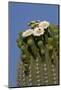 Flowering Saguaro Cactus, Saguaro National Park, Tucson, Arizona, USA-Peter Hawkins-Mounted Photographic Print