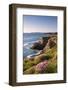 Flowering Sea Thrift (Armeria Maritima) on the Cornish Clifftops Near Porthcothan, Cornwall-Adam Burton-Framed Photographic Print