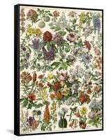 Flowering Shrubs, Including Peony, Rose, Lilac, Echinopsis, Fuschia, Laurel, Magnolia, Rhododendron-null-Framed Stretched Canvas