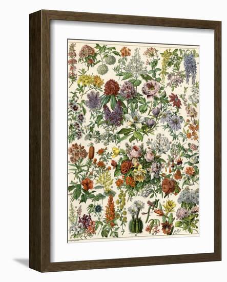 Flowering Shrubs, Including Peony, Rose, Lilac, Echinopsis, Fuschia, Laurel, Magnolia, Rhododendron-null-Framed Giclee Print