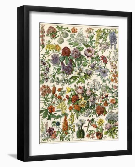 Flowering Shrubs, Including Peony, Rose, Lilac, Echinopsis, Fuschia, Laurel, Magnolia, Rhododendron-null-Framed Giclee Print