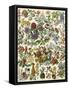 Flowering Shrubs, Including Peony, Rose, Lilac, Echinopsis, Fuschia, Laurel, Magnolia, Rhododendron-null-Framed Stretched Canvas