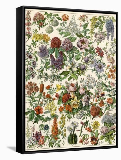 Flowering Shrubs, Including Peony, Rose, Lilac, Echinopsis, Fuschia, Laurel, Magnolia, Rhododendron-null-Framed Stretched Canvas