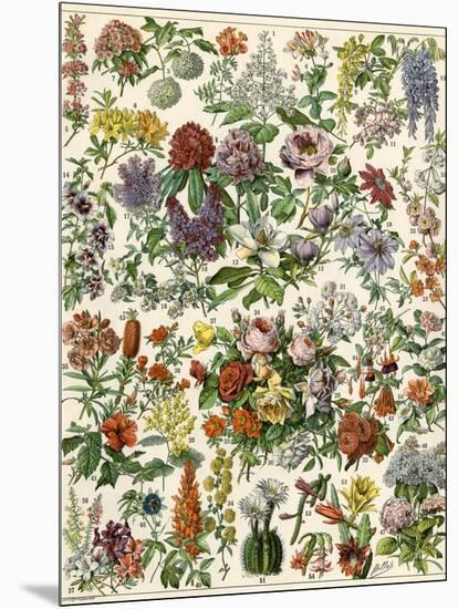 Flowering Shrubs, Including Peony, Rose, Lilac, Echinopsis, Fuschia, Laurel, Magnolia, Rhododendron-null-Mounted Giclee Print