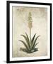 Flowering Succulent I-Giclee Studio-Framed Giclee Print