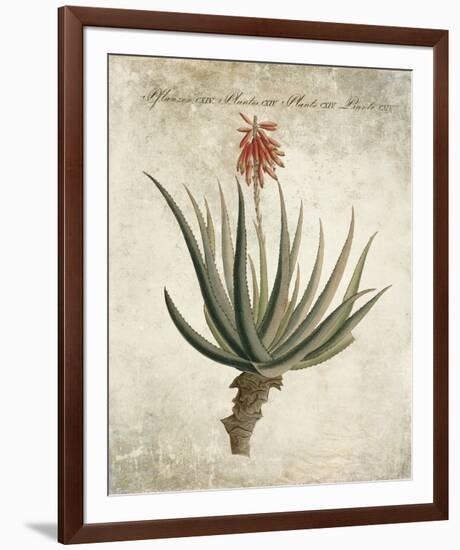 Flowering Succulent II-Giclee Studio-Framed Giclee Print