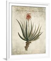 Flowering Succulent II-Giclee Studio-Framed Giclee Print