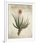 Flowering Succulent II-Giclee Studio-Framed Giclee Print