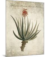 Flowering Succulent II-Giclee Studio-Mounted Giclee Print