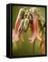 Flowering succulent-Angela Drury-Framed Stretched Canvas