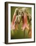 Flowering succulent-Angela Drury-Framed Photographic Print