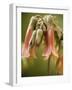 Flowering succulent-Angela Drury-Framed Photographic Print