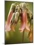 Flowering succulent-Angela Drury-Mounted Photographic Print