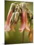 Flowering succulent-Angela Drury-Mounted Photographic Print