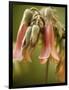 Flowering succulent-Angela Drury-Framed Photographic Print