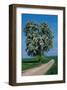 Flowering Tree Beside A Road-null-Framed Art Print