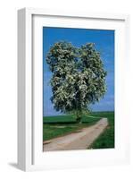 Flowering Tree Beside A Road-null-Framed Art Print