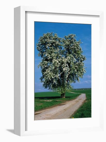 Flowering Tree Beside A Road-null-Framed Art Print