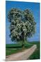 Flowering Tree Beside A Road-null-Mounted Art Print