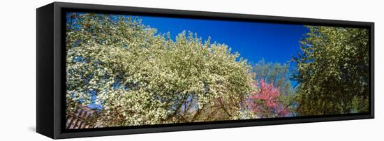 Flowering Trees in Bloom, St. Louis, Missouri, USA-null-Framed Stretched Canvas