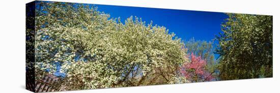 Flowering Trees in Bloom, St. Louis, Missouri, USA-null-Stretched Canvas