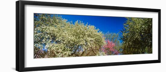 Flowering Trees in Bloom, St. Louis, Missouri, USA-null-Framed Photographic Print