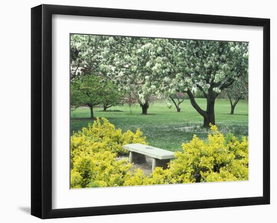 Flowering Trees with Memorial Bench, Yakima Area Arboretum, Washington, USA-null-Framed Photographic Print