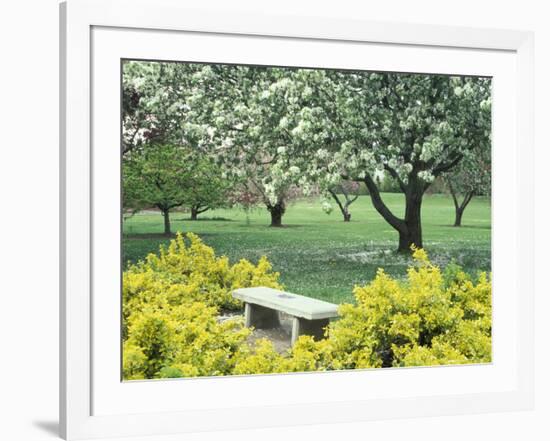 Flowering Trees with Memorial Bench, Yakima Area Arboretum, Washington, USA-null-Framed Photographic Print