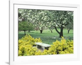 Flowering Trees with Memorial Bench, Yakima Area Arboretum, Washington, USA-null-Framed Photographic Print