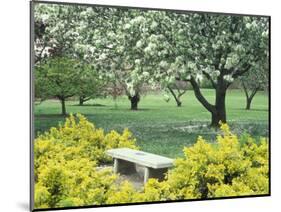 Flowering Trees with Memorial Bench, Yakima Area Arboretum, Washington, USA-null-Mounted Photographic Print