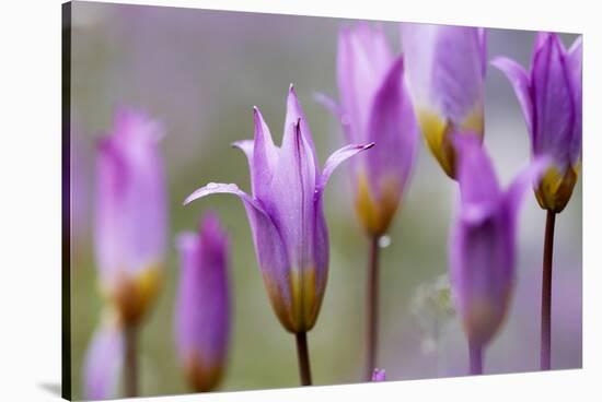 Flowering Tulips (Tulipa Bakeri) Omalos, Crete, Greece, April 2009-Lilja-Stretched Canvas